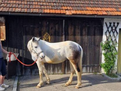 Pony-Andalusier Mix Stute