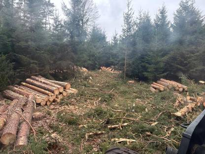 Bild 5:Holzschlägerung und -bringung