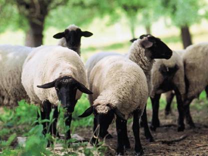 Schafe zur Miete zum mähen