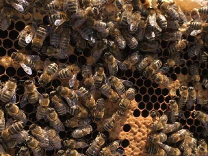 Bienenvölker