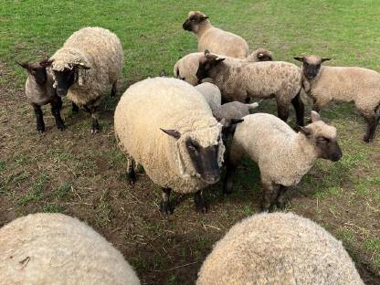 Shropshire-Schafe und Lämmer