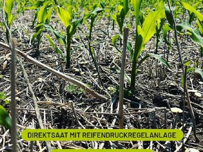 Bild 5:Lohnaussaat Einzelkorn