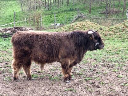 Highland Cattle Zuchtbulle