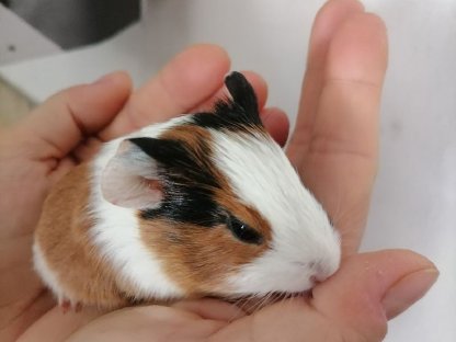 Bild 4:Wunderschöne Meerli-Buben suchen ein Zuhause