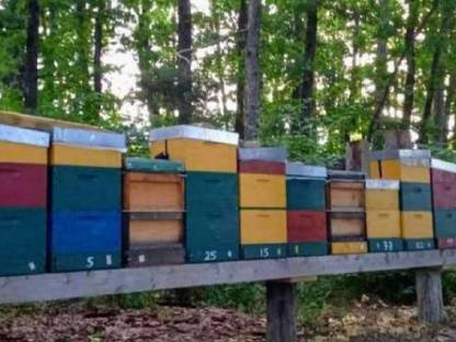 Bienen Ableger Wirtschaftsvölker