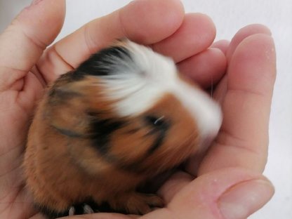 Bild 2:Wunderschöne Meerli-Buben suchen ein Zuhause