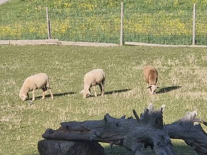 3 Schafe 1 Eselhengst