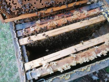 Bienenstöcke mit Einheitsmaß, Bezirk Leoben