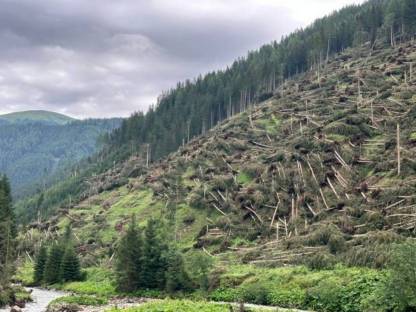 Bild 4:Holzschlägerung mit Mounty 4000 Bergauf/ab