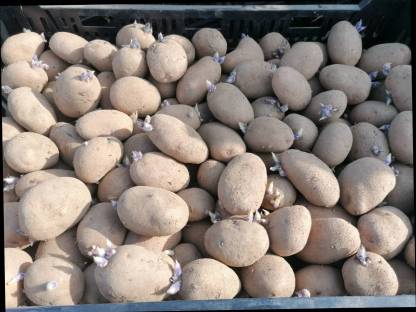 Bio Saatkartoffeln