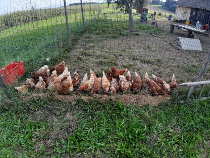 Hühner Legehühner Legehennen