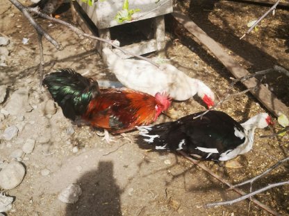 Bild 4:Warzenenten zu verkaufen