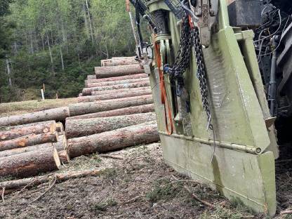 Bild 3:Holzschlägerung