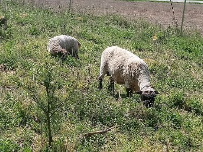 Shropshire-Schafe als Forsthelfer