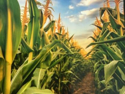 Bild 3:Maisanbau