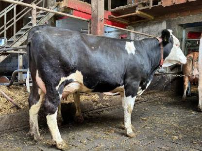 Fleckvieh x Holstein Kuh zu verkaufen