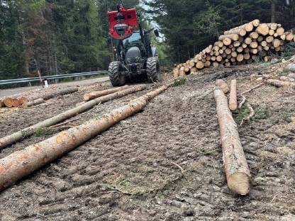 Bild 4:Holzschlägerung