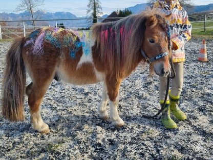 Deckhengst Mini Shetlandpony