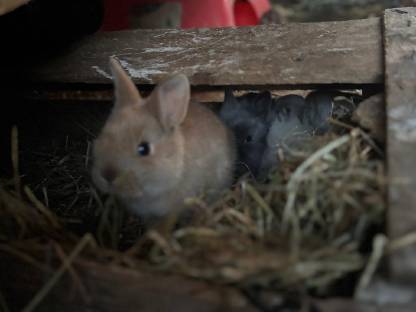 Bild 3:Zwergkaninchen
