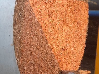 Bild 3:Miscanthus Ernte
