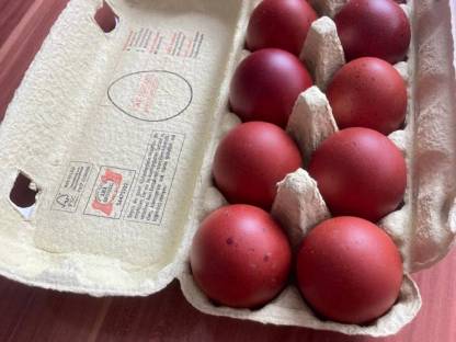 Bild 2:Bruteier Marans