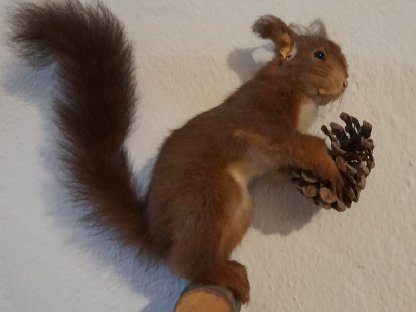 Bild 4:Jagdtrophäen, Präparate, ausgestopfte Tiere