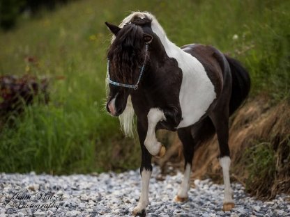 Bild 7:Amerikanisches Miniaturhorse Hengst