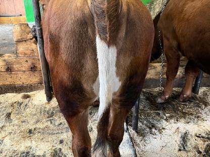 Bild 2:Bio Tuxer Kalbin
