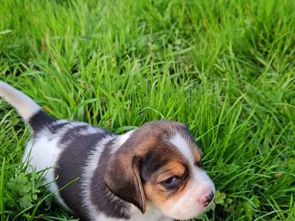 Bild 6:Beagle Welpen