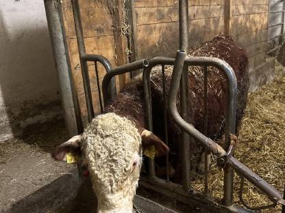 Bio Hereford Stier reinrassig abzugeben