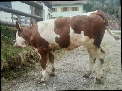 Kuhkalb