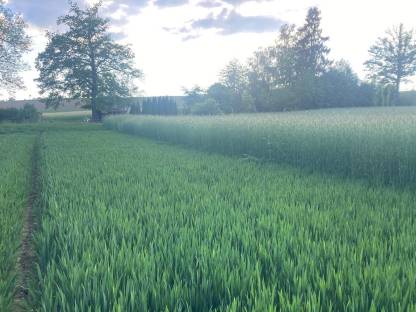 1,8 ha Grünschnittroggen ab Feld in Pichl/Wels