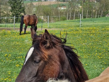 Bild 6:Araber Stute Jährling Rappe (PB)