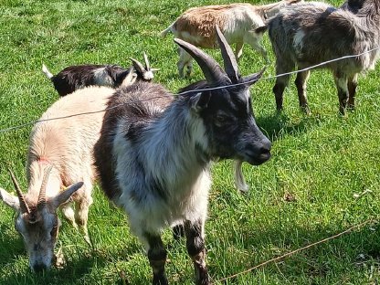 Bild 2:Junger Ziegenbock