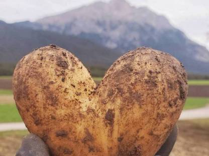 Bild 2:Kartoffel, Speisekartoffel, Erdäpfel