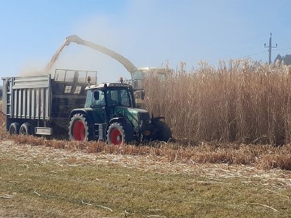 Bild 2:Miscanthus Ernte