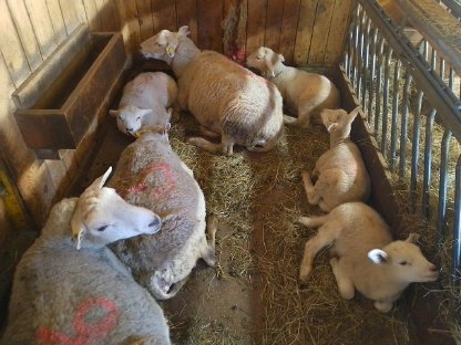 Bild 8:Texel-Merino Widder