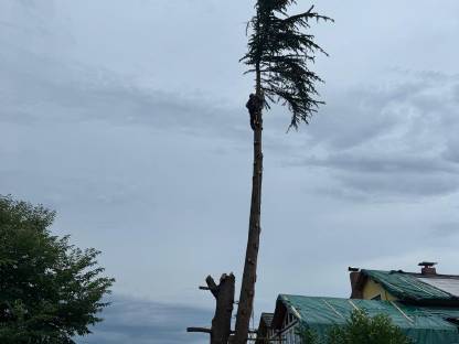 Bild 3:Baumabtragung / Baumpflege / Holzschlägerung / Rodungen