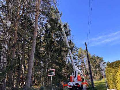 Bild 4:Baumabtragung / Baumpflege / Holzschlägerung / Rodungen