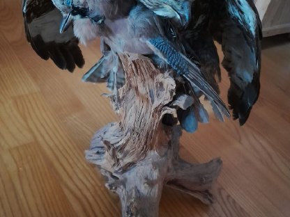 Bild 6:Jagdtrophäen, Präparate, ausgestopfte Tiere