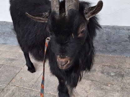Bild 2:Mini-Zwergziegenbock