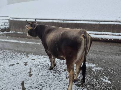 Bild 2:Tiroler Grauvieh Mutterkuh