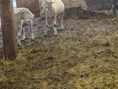 Bild 3:Widder Texl / Bergschaf Mischling
