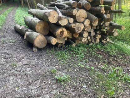 Buchen Faserholz