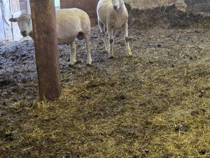 Bild 2:Widder Texl / Bergschaf Mischling