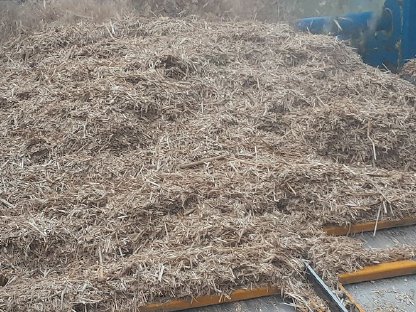 Bild 4:Miscanthus Ernte