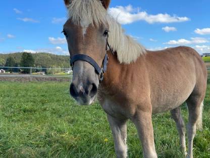 Bild 3:Haflinger Stute Viola