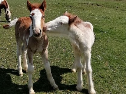 Bild 4:Drum Horse Fohlen