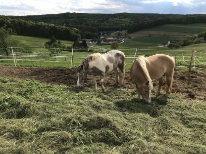 Bild 2:Quader-Heuballen zu verkaufen