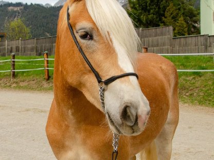 Bild 5:Top Tiroler Haflinger